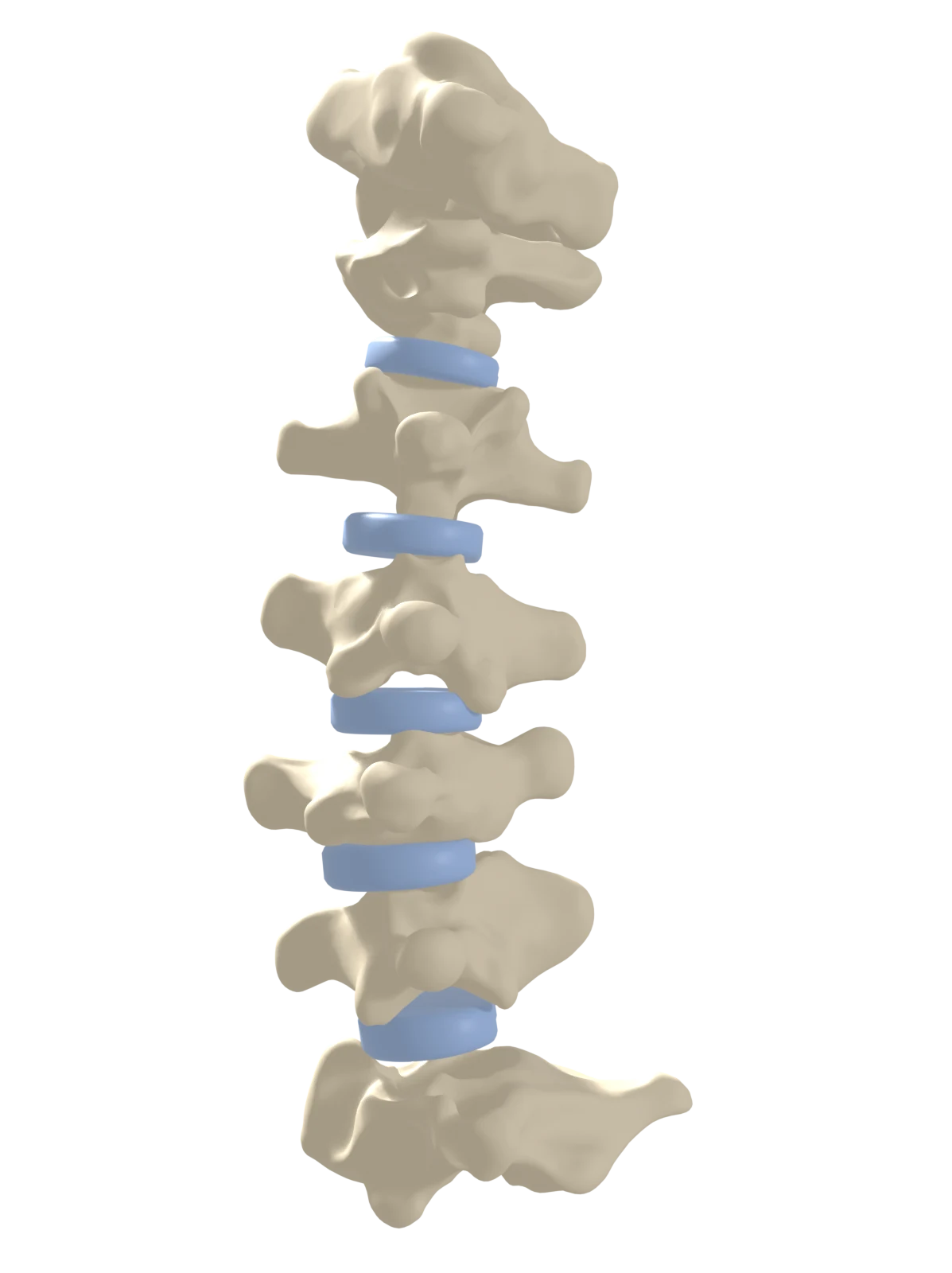 Left side view of the seven cervical vertebrae, C1 at the top to C7 at the bottom.